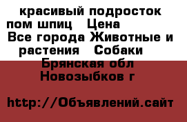 красивый подросток пом шпиц › Цена ­ 30 000 - Все города Животные и растения » Собаки   . Брянская обл.,Новозыбков г.